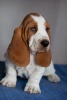 basset hound BUDWEISER