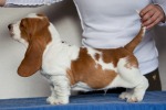 basset hound BUDWEISER