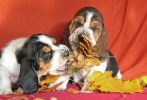 baset hound �t��ata - Billie Jean, Brandy