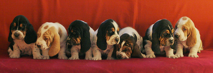 Basset Hound