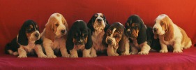 baset hound �t��ata kluci - Blackjack, Blanche, Beltine, Billie Jean, Brandy, Beefeater, Budweiser