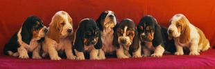baset hound �t��ata kluci - Blackjack, Blanche, Beltine, Billie Jean, Brandy, Beefeater, Budweiser