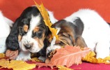 baset hound �t��ata - Billie Jean, Brandy
