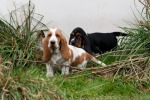 basset hound �t�n�
