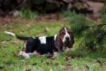 basset hound �t�n�