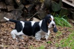 basset hound �t�n�