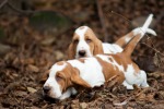 basset hound �t�n�