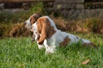 basset hound �t�n�