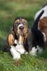 basset hound �t�n�