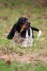 basset hound �t�n�
