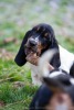 basset hound �t�n�