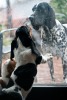 basset hound �t�n�