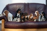 basset hound �t�n�