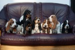 basset hound �t�n�