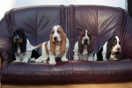 basset hound �t�n�
