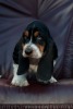 basset hound �t�n�