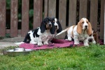 basset hound �t�n�