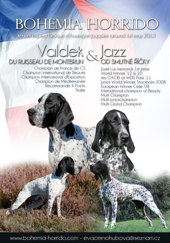 Braque d'Auvergne puppies