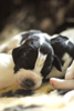 braque d'Auvergne puppies