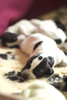braque d'Auvergne puppies