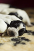 braque d'Auvergne puppies
