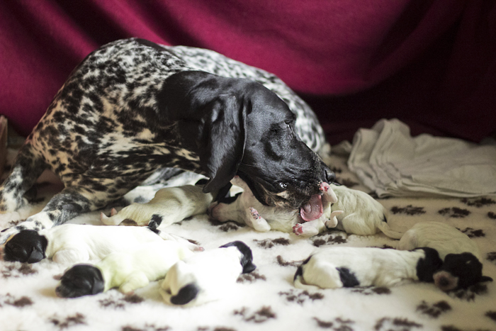 Braque d'Auvergne puppies
