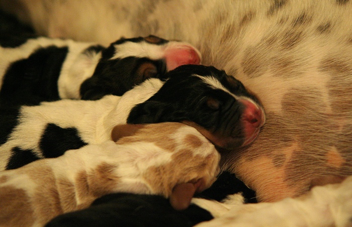 Basset Hound puppies