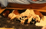 baset hound puppies