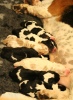 baset hound puppies