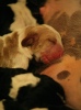 baset hound puppies