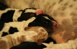 baset hound puppies