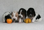 baset hound puppies - Billie Jean, Blanche, Brandy, Beltine