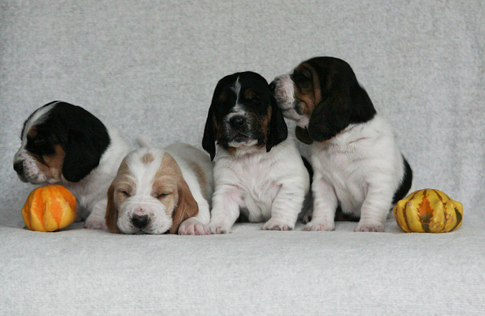 Basset Hound �t��ata