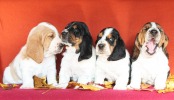 baset hound �t��ata - Blanche, Beltine, Billie Jean, Brandy