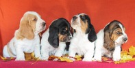 baset hound �t��ata - Blanche, Beltine, Billie Jean, Brandy