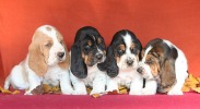 baset hound �t��ata - Blanche, Beltine, Billie Jean, Brandy