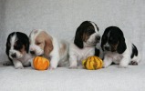 baset hound puppies - Billie Jean, Blanche, Brandy, Beltine