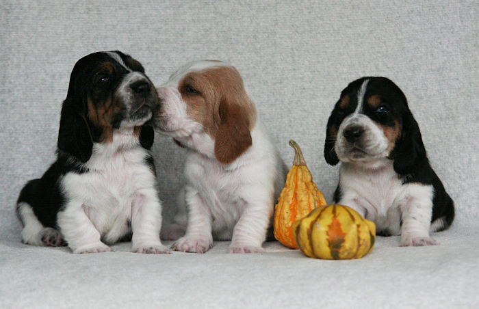 Basset Hound �t��ata