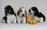 baset hound �t��ata puppies, boys - Beefeater, Budweiser, Blackjack
