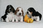 baset hound �t��ata puppies, boys - Beefeater, Budweiser, Blackjack