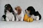 baset hound �t��ata puppies, boys - Beefeater, Budweiser, Blackjack