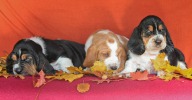 baset hound �t��ata kluci - Beefeater, Budweiser, Blackjack
