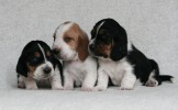 baset hound puppies, boys - Blackjack, Budweiser, Beefeater