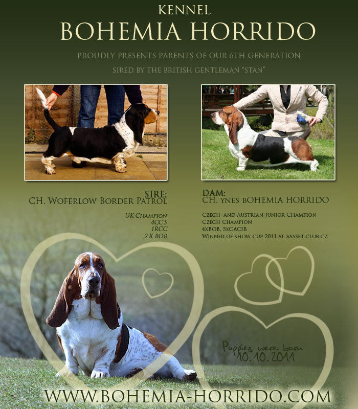 Basset Hound puppis