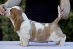 puppies basset hound