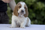 puppies basset hound