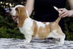 tata basset hound