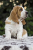 tata basset hound