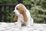 tata basset hound