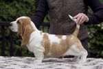 tata basset hound